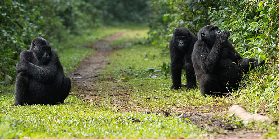 20 Days Africa safari trip to Uganda and Rwanda best combo